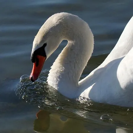 Apartamento Seewald Viktoria & 3xzi-2xboxspringbett-2xbett-1xsofa Friedrichshafen