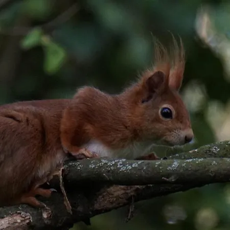 Seewald Viktoria & 3xzi-2xboxspringbett-2xbett-1xsofa Apartamento Friedrichshafen